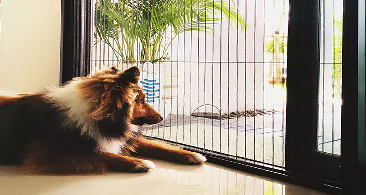 Sliding Screen Pet Door Repair in Myrtle Grove, FL