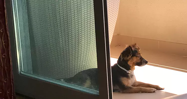 French Door Pet Screen Repair in Myrtle Grove, FL